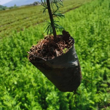 落叶松杯苗，二年苗，三年苗