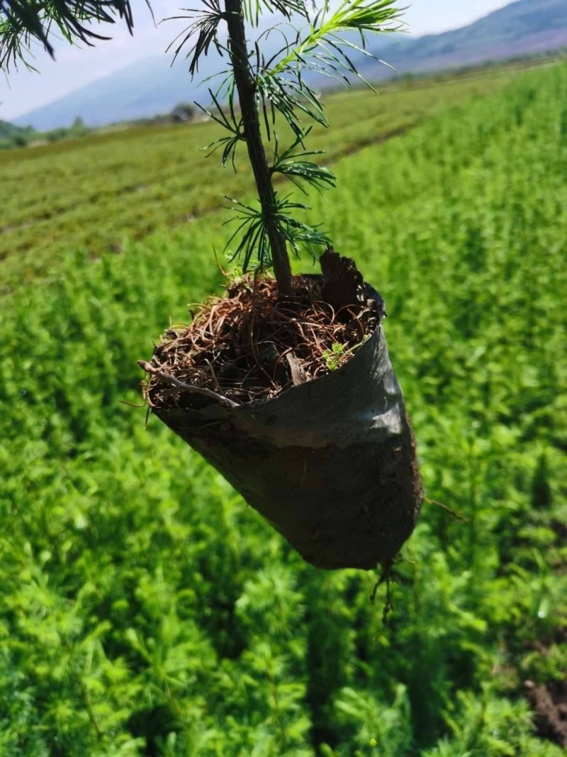 落叶松杯苗，二年苗，三年苗