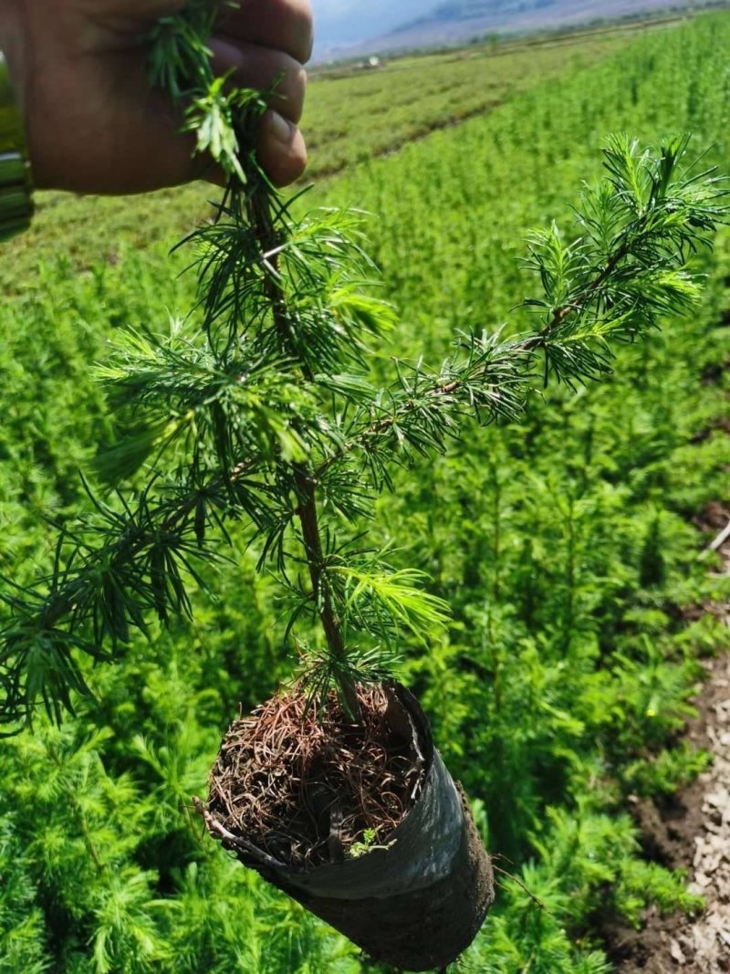 落叶松杯苗，二年苗，三年苗