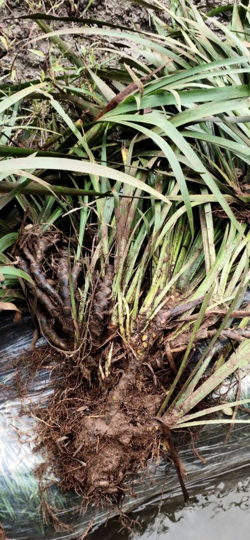 精选高产正品石菖蒲、基地直供量大从优、长势快、根粗