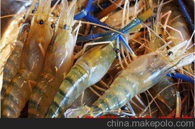 长期批发南美白对虾苗，罗氏虾苗，