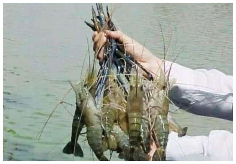 长期批发南美白对虾苗，罗氏虾苗，
