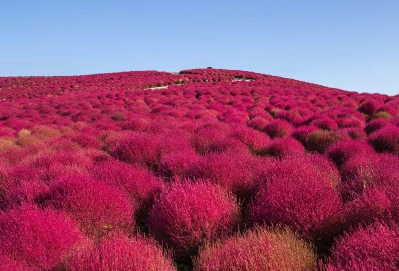 红地肤种子绿地肤绿化工程公园庭院种植非常漂亮