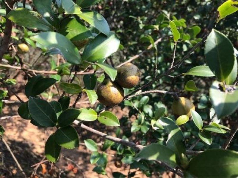 大别山纯野生油茶果，油茶籽，出油率高，无烂籽，干度好