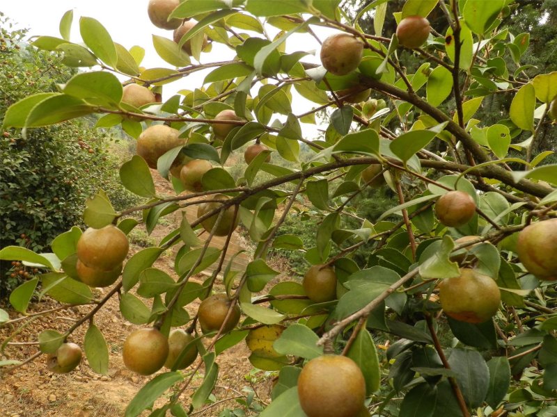 大别山纯野生油茶果，油茶籽，出油率高，无烂籽，干度好