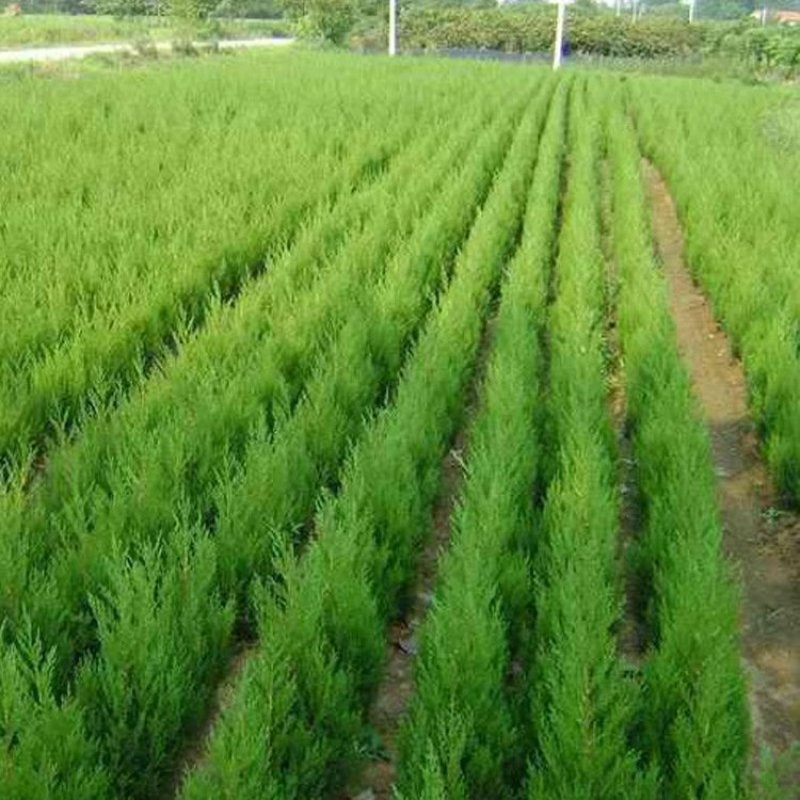 龙柏，，一手货源，无中间商，量大从优，农户一手货源