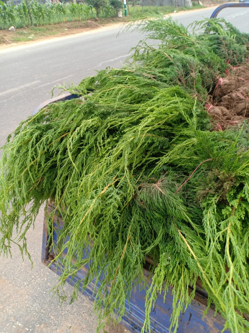龙柏，，一手货源，无中间商，量大从优，农户一手货源