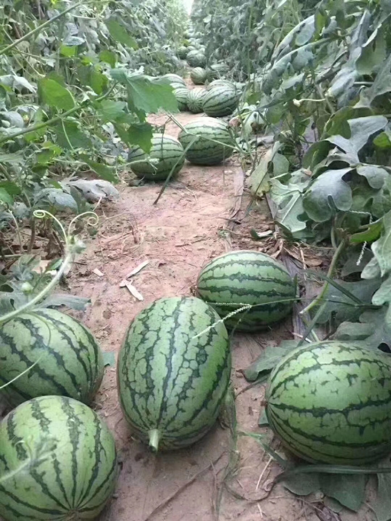 庞各庄头茬袖珍礼品西瓜，小吊瓜，纯沙地，产地直销