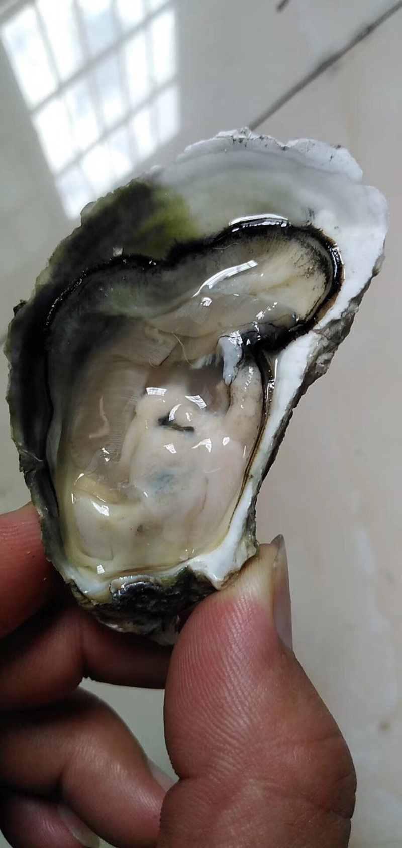 生蚝