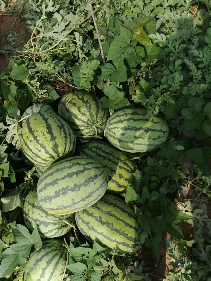 河南大棚小棚甜王西瓜冠龙长花瓜大量上市求合作