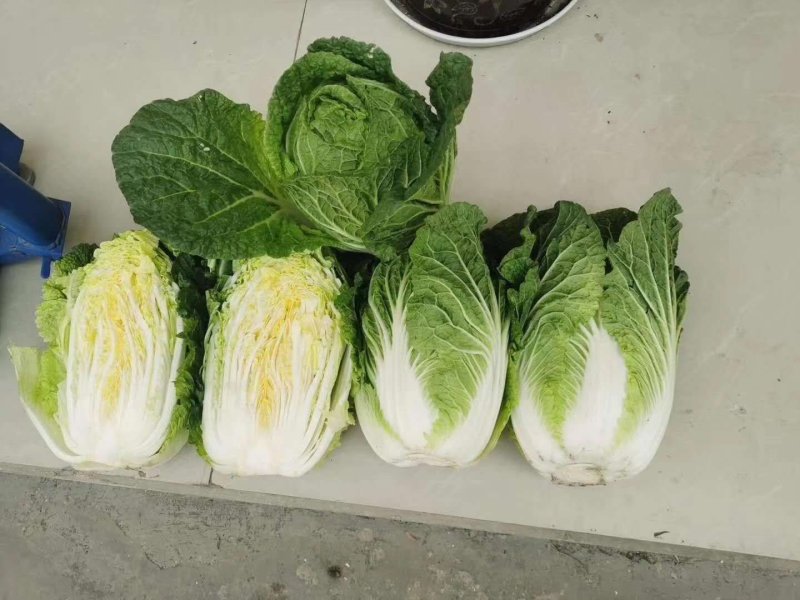 玲珑黄，黄心大白菜4--6斤，外表青秀，不烧心，不烧边，
