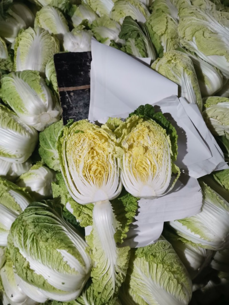 玲珑黄，黄心大白菜4--6斤，外表青秀，不烧心，不烧边，