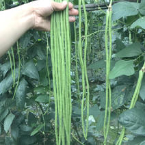 豇豆种子不鼓籽翠绿早熟品种优良、全国发货