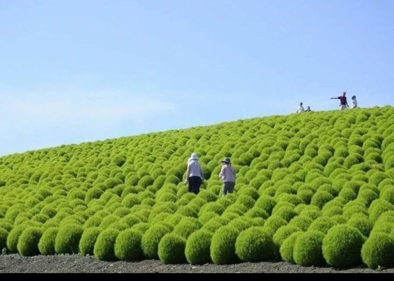 红地肤种子绿地肤绿化工程公园庭院种植非常漂亮