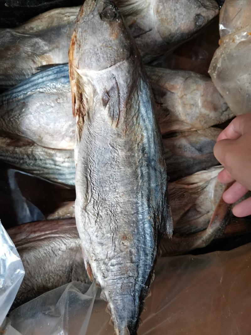 咸鲅鱼肉块咸鱼干花鲅鱼马鲛鱼去头尾，梅香发酵