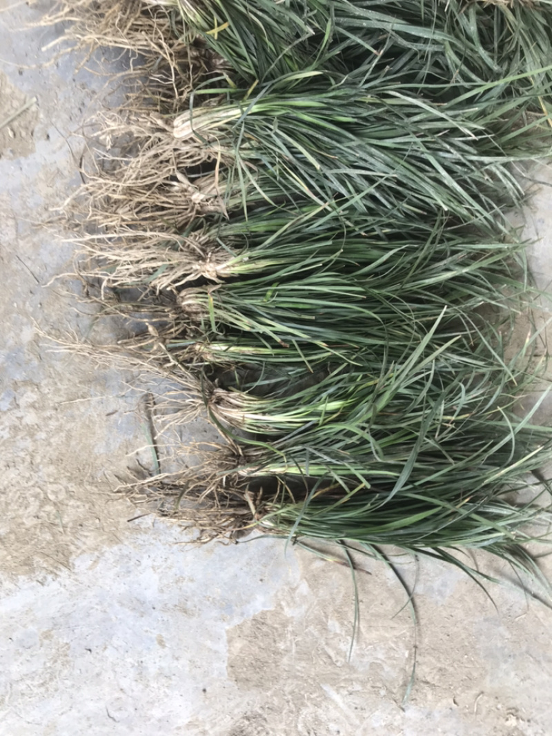 麦冬苗基地直供清秀无土质量优秀欢迎前来订购
