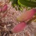 红象牙芒果晚熟象牙芒果