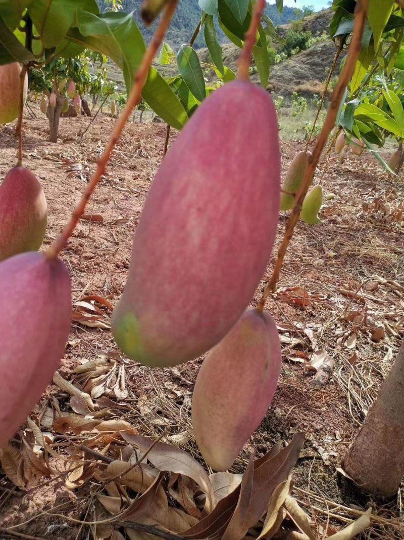 红象牙芒果晚熟象牙芒果