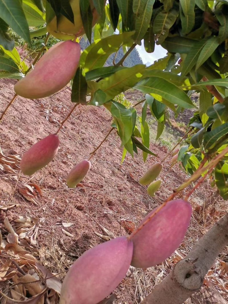 红象牙芒果晚熟象牙芒果