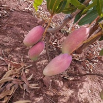 红象牙芒果晚熟象牙芒果