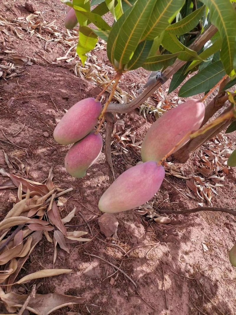 红象牙芒果晚熟象牙芒果