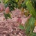 红象牙芒果晚熟象牙芒果