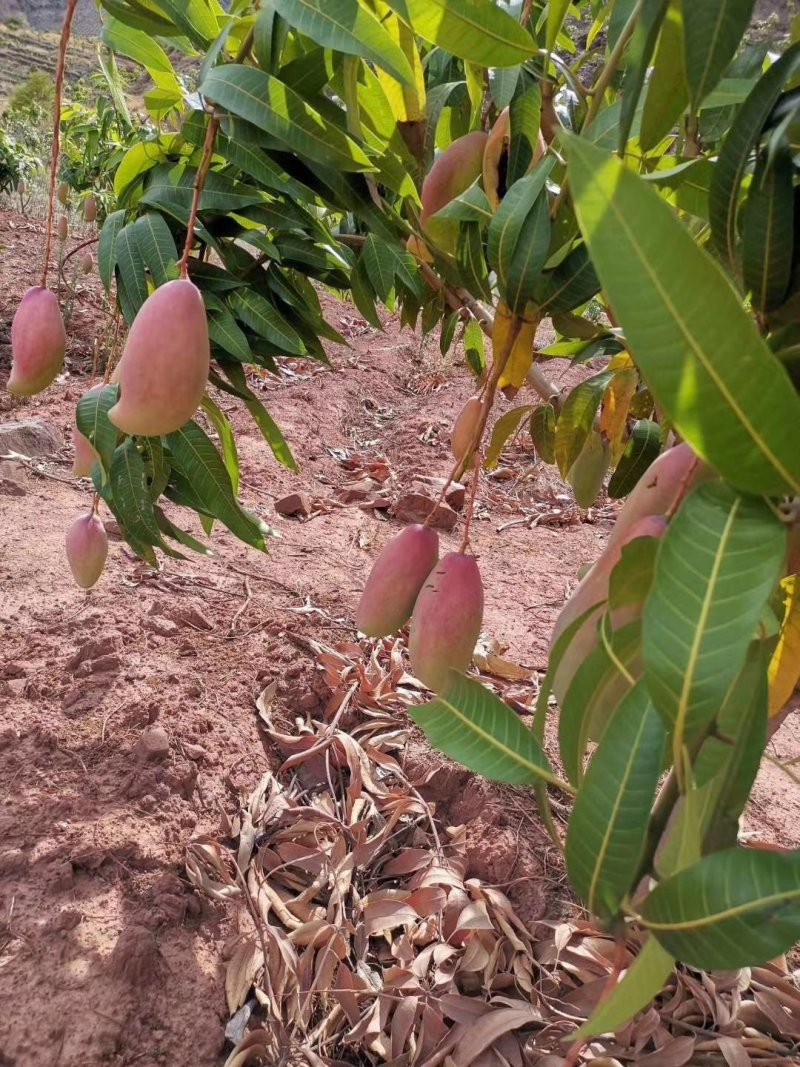 红象牙芒果晚熟象牙芒果