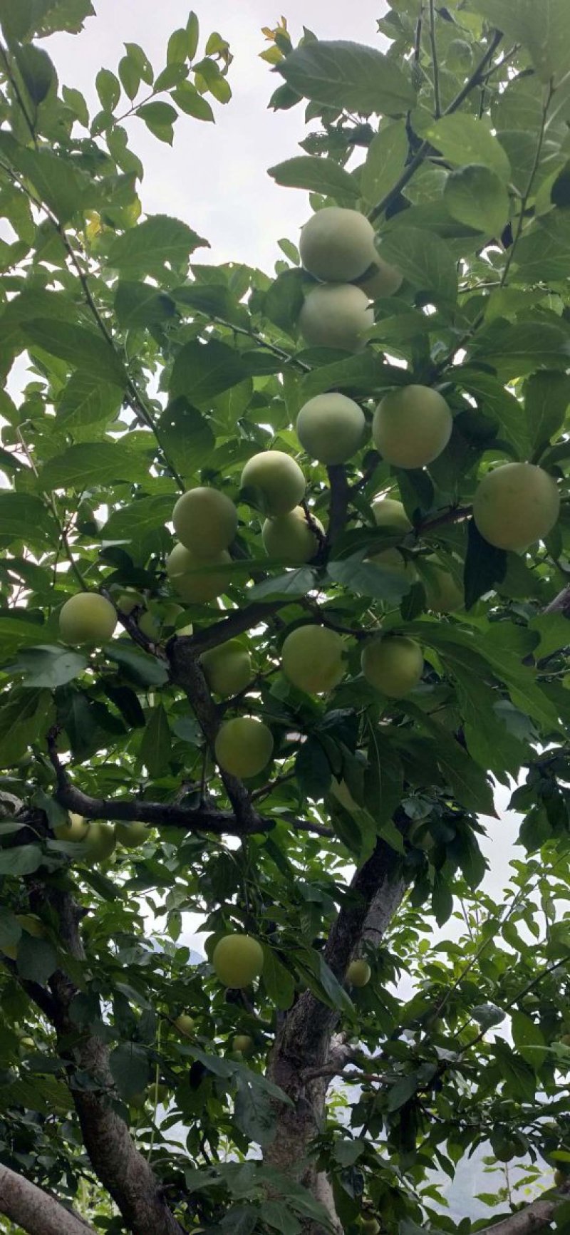 桃花李桃形李纯甜多汁可视频看货原产地直供支持线上保障交易