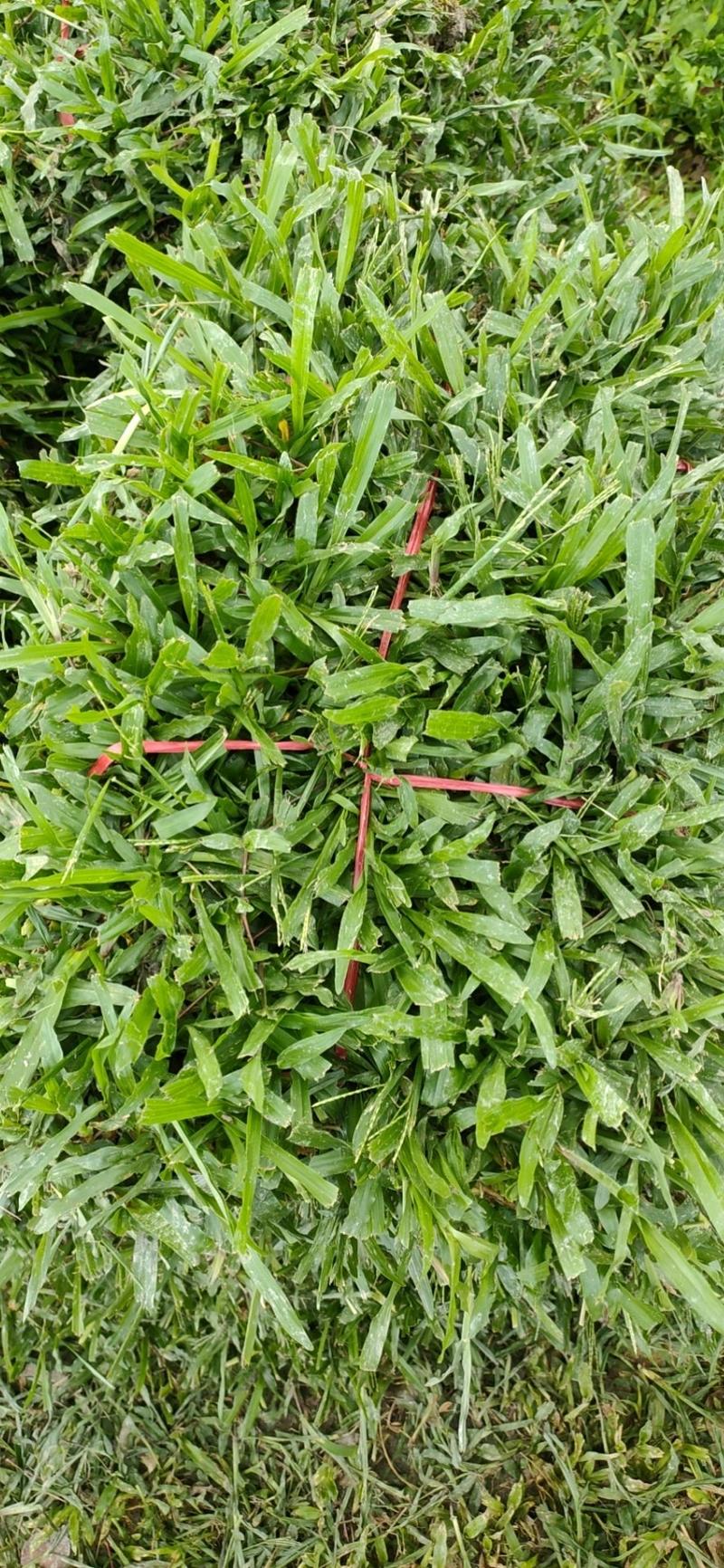 大叶油草，台湾草，草块，草卷，量大从优