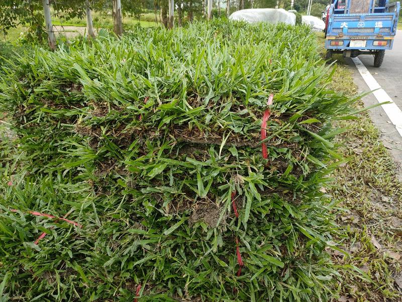 大叶油草，台湾草，草块，草卷，量大从优