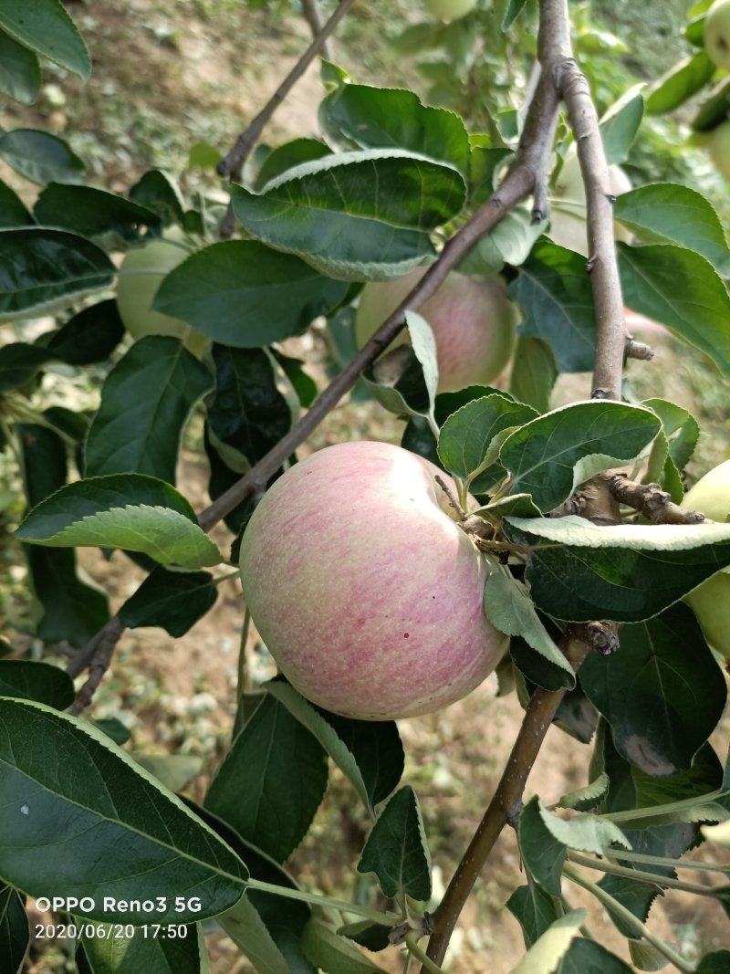 出售早熟苹果红色甜度好
