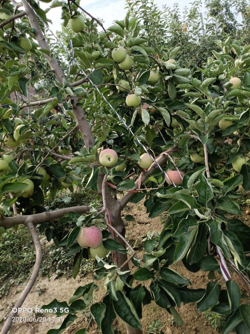 出售早熟苹果红色甜度好