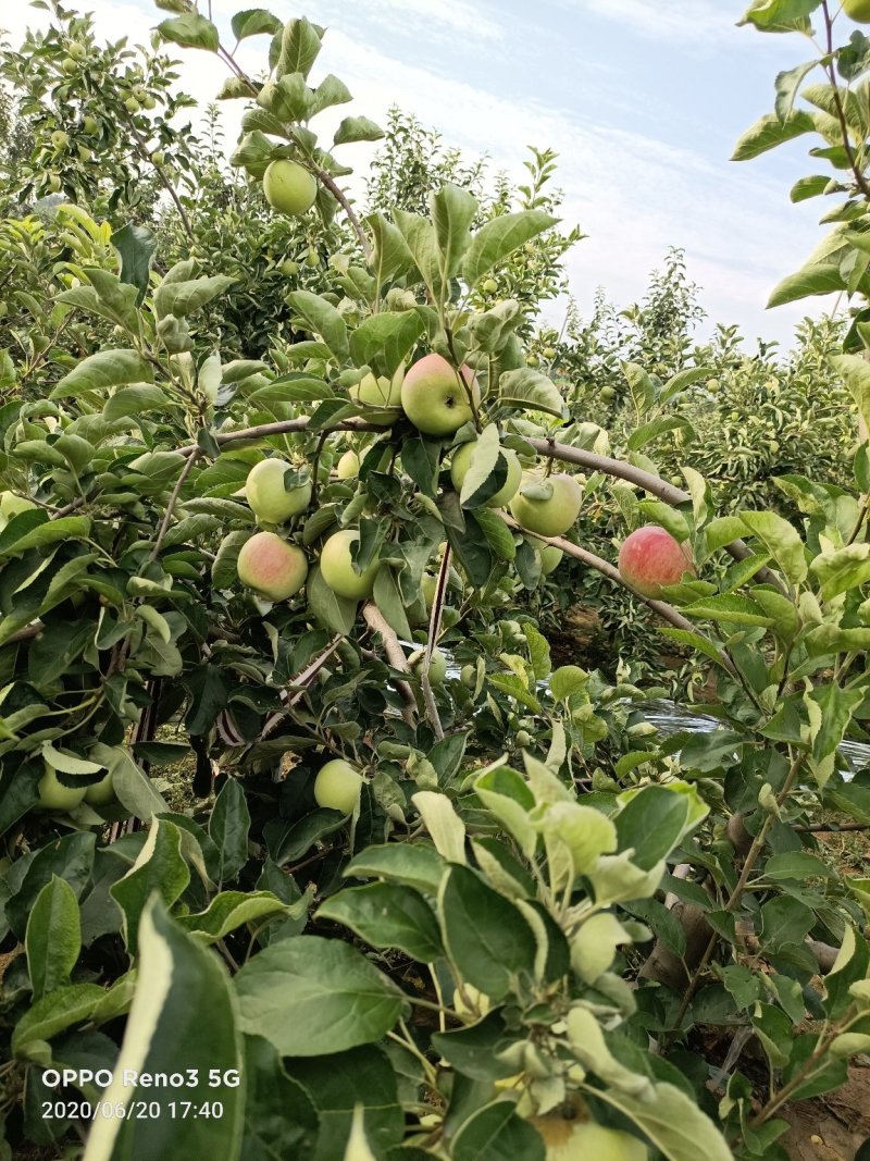 出售早熟苹果红色甜度好