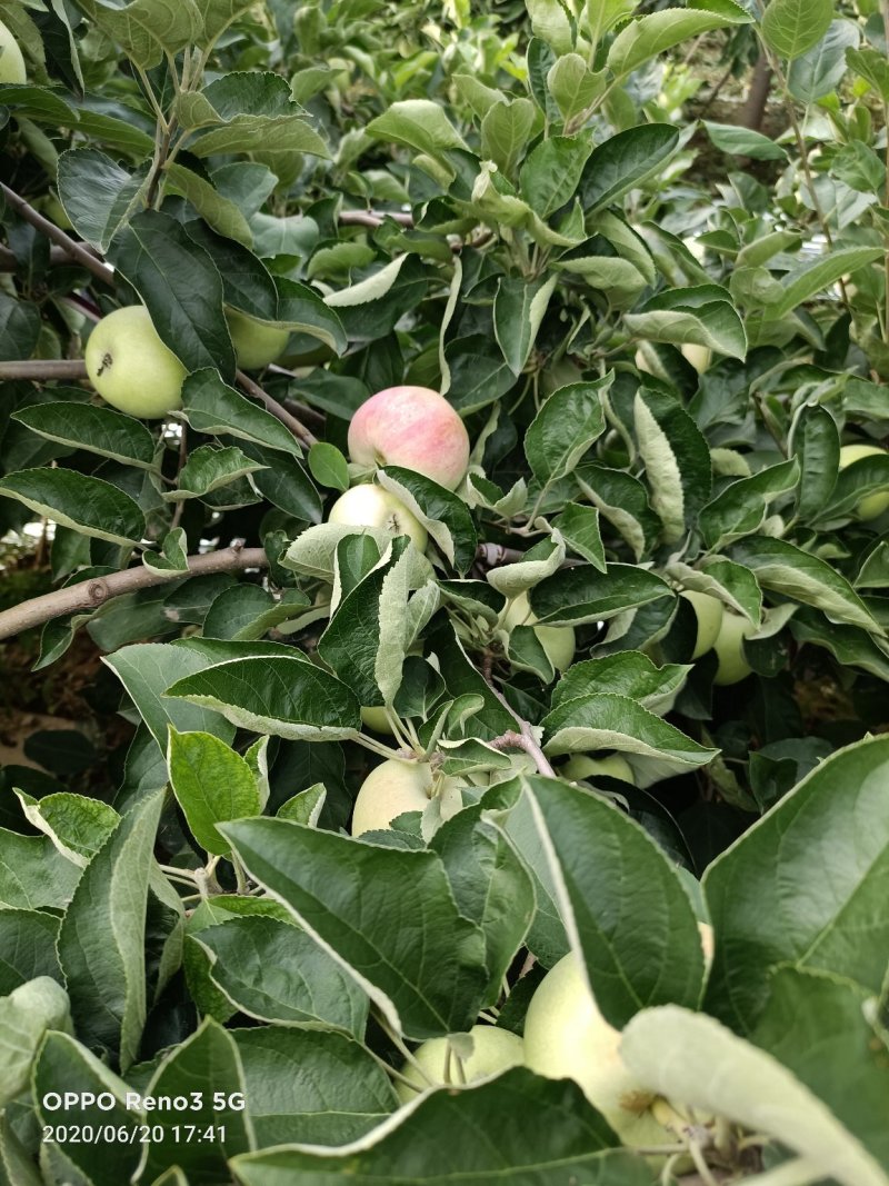 出售早熟苹果红色甜度好