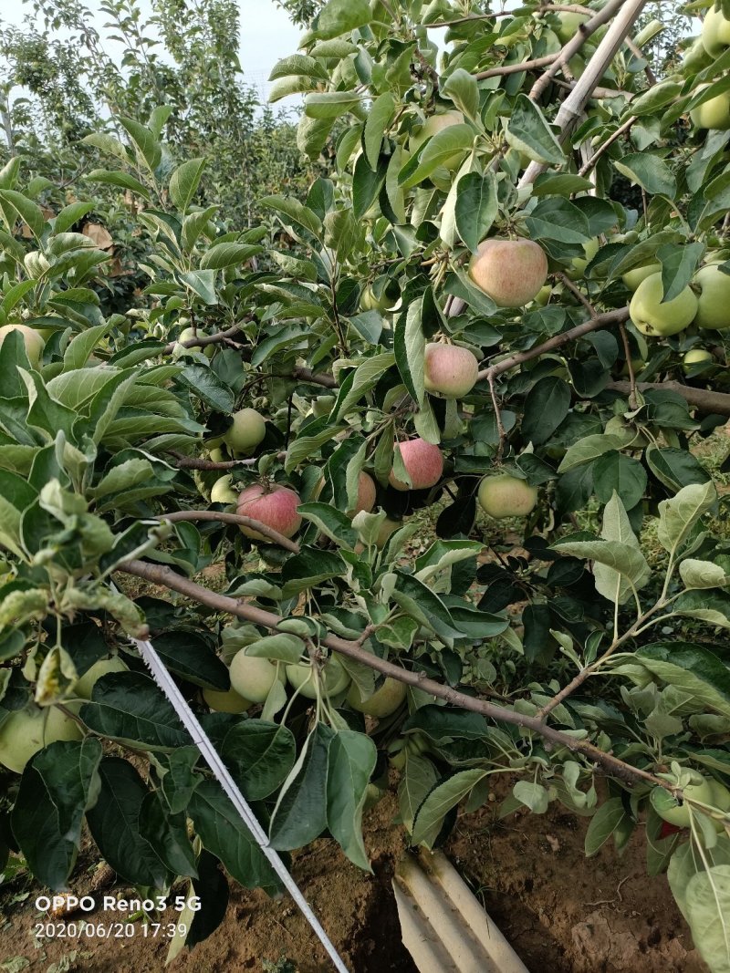 出售早熟苹果红色甜度好