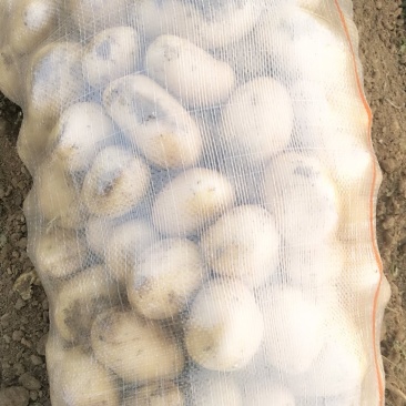 荷兰十五土豆150亩基地，大西洋，土豆，大量供应，市场，