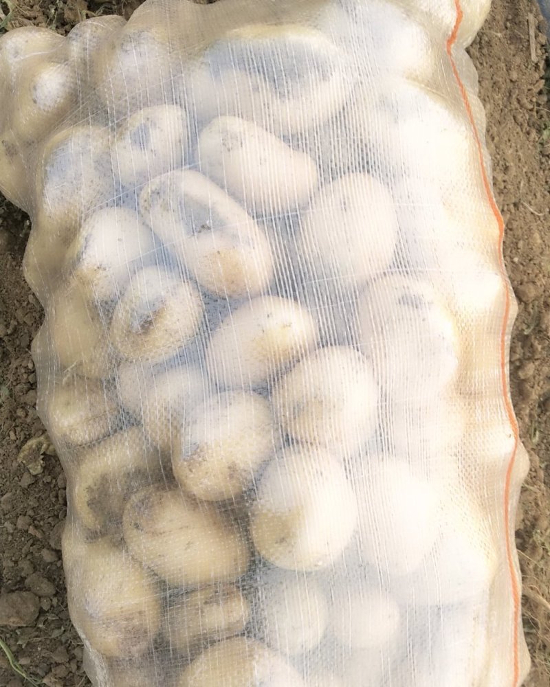 荷兰十五土豆150亩基地，大西洋，土豆，大量供应，市场，