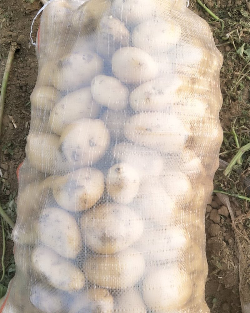 荷兰十五土豆150亩基地，大西洋，土豆，大量供应，市场，