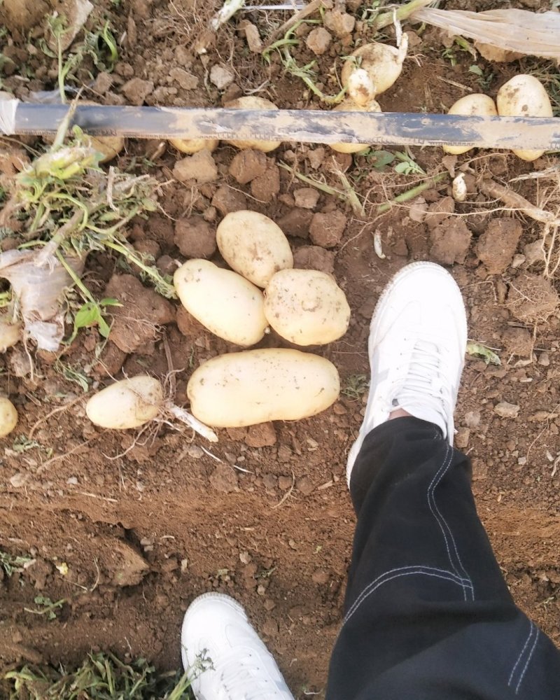 荷兰十五土豆150亩基地，大西洋，土豆，大量供应，市场，