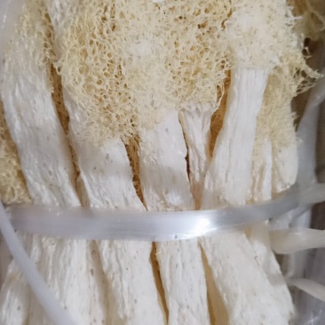 福建南平竹荪新货！