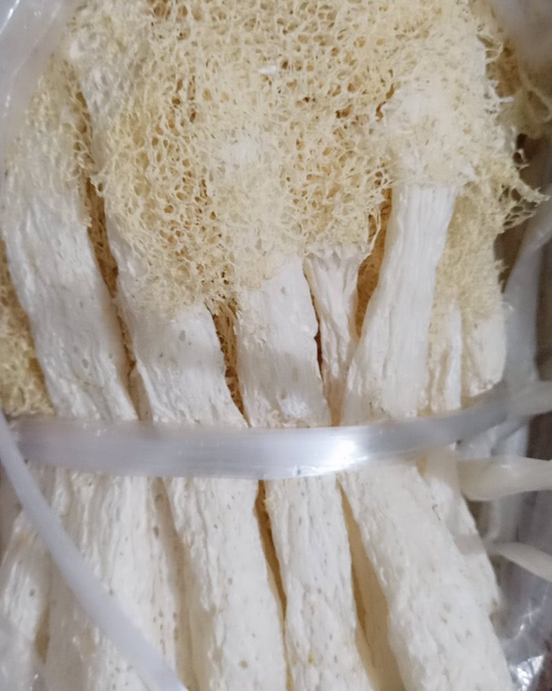 福建南平竹荪新货！