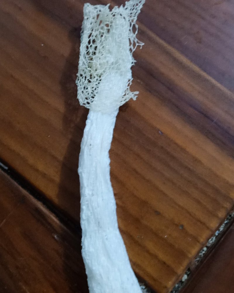 福建南平竹荪新货！