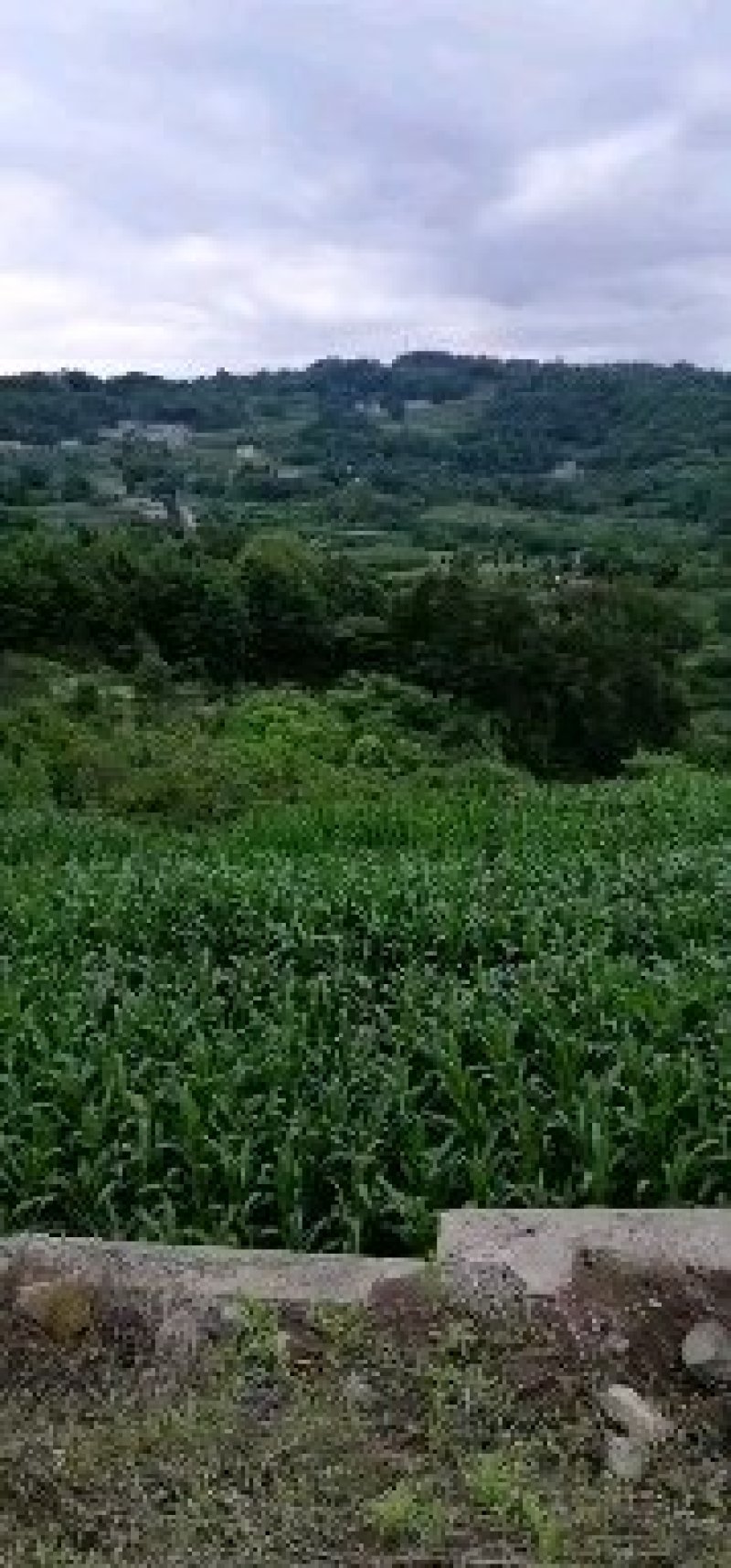 五倍子苗，又名盐肤木，倍子苗