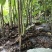 正宗芷江大树坳高山组的高山葡萄苗1号2号「刺葡萄苗」扦插