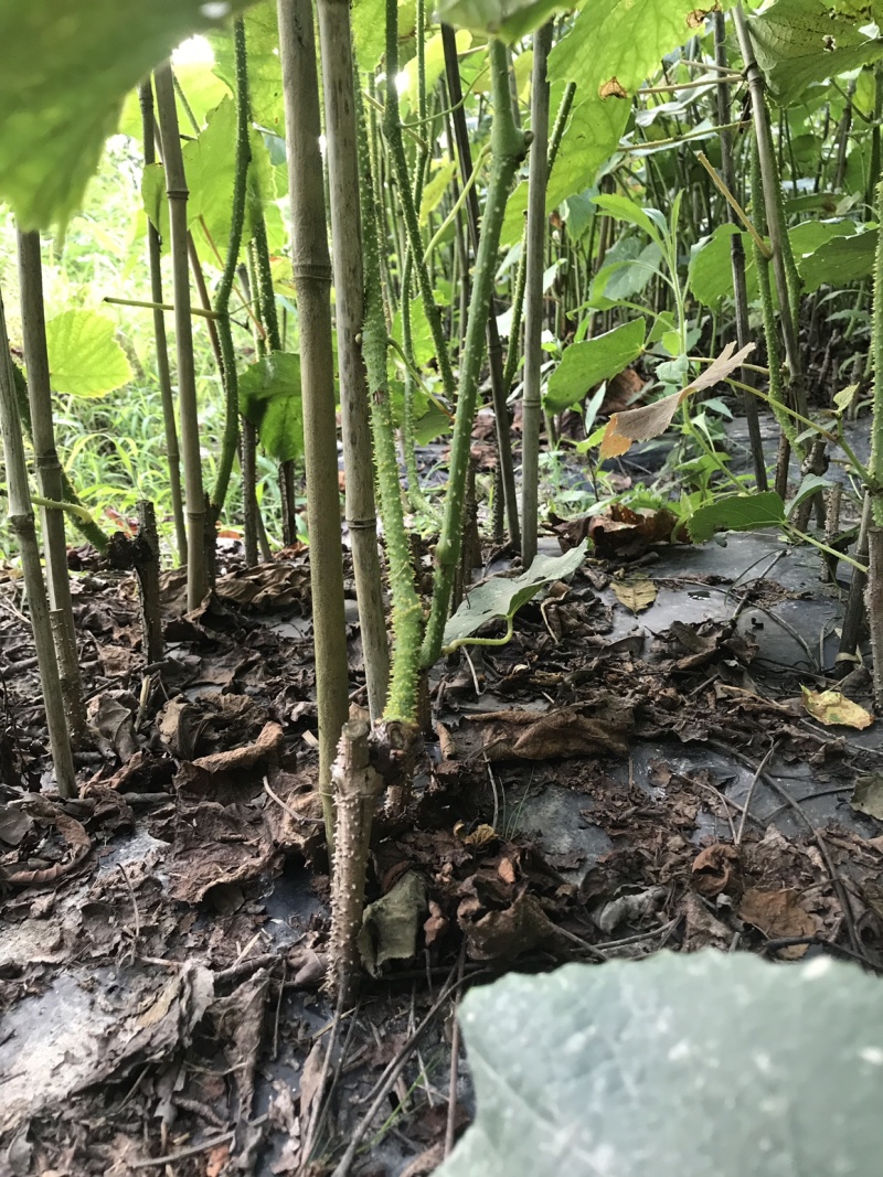 正宗芷江大树坳高山组的高山葡萄苗1号2号「刺葡萄苗」扦插