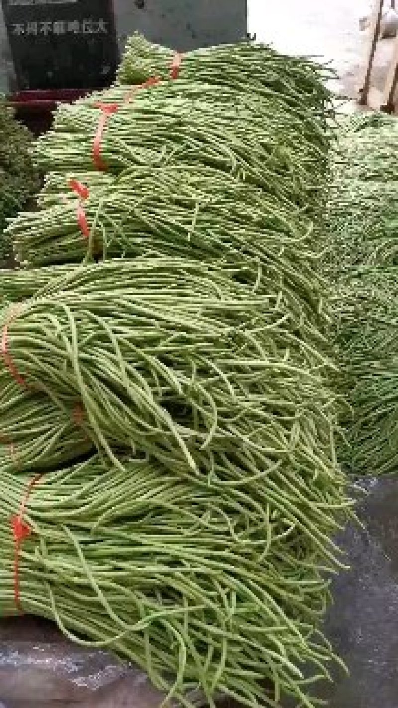 豇豆，緑豆角，长豆角，酱菜豆角，加工厂特别供应