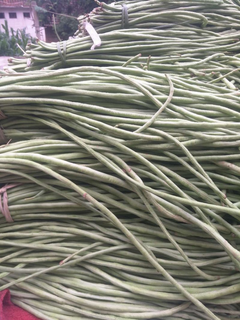 豇豆，緑豆角，长豆角，酱菜豆角，加工厂特别供应
