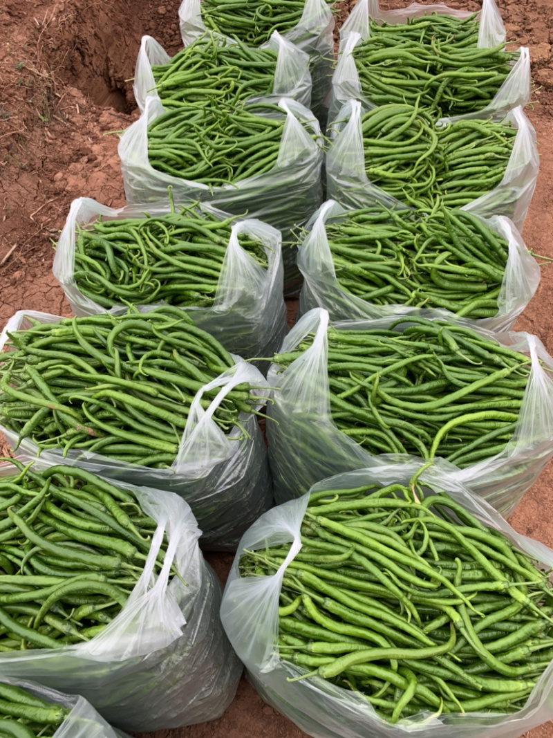【优质】四川二荆条辣椒基地直供货源充足现摘现发