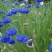 矢车菊种子绿化花海公园庭院花卉种子亩用量3～4斤种子
