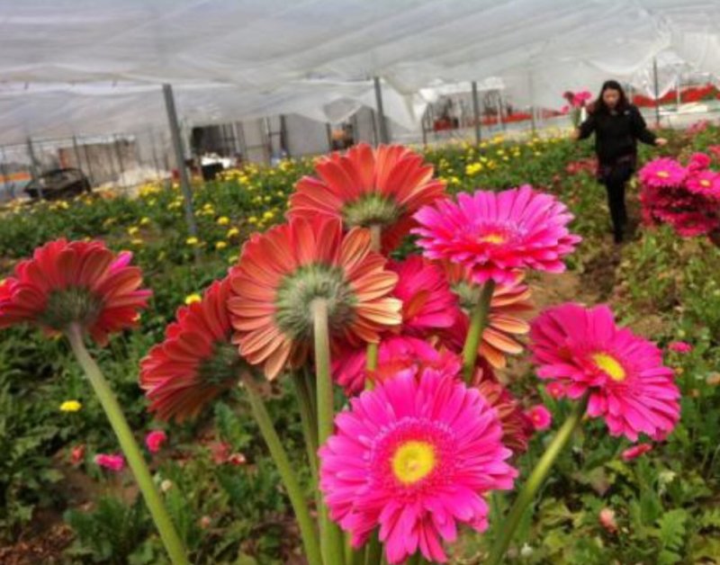 非洲菊种子打造花海切花园艺必备品种保证质量